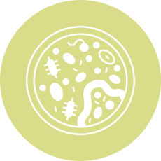Rebalances Friendly Bacteria